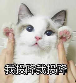 吃瓜群众视频猫咪表情包,吃瓜群众的萌态演绎